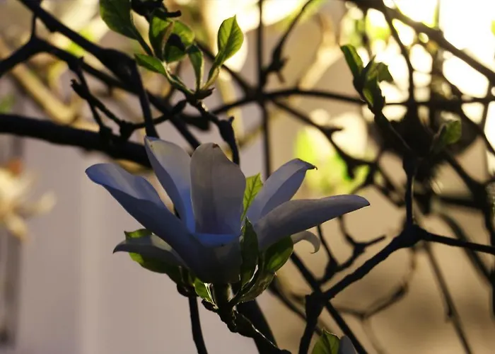 柏林霍夫酒店 酒店